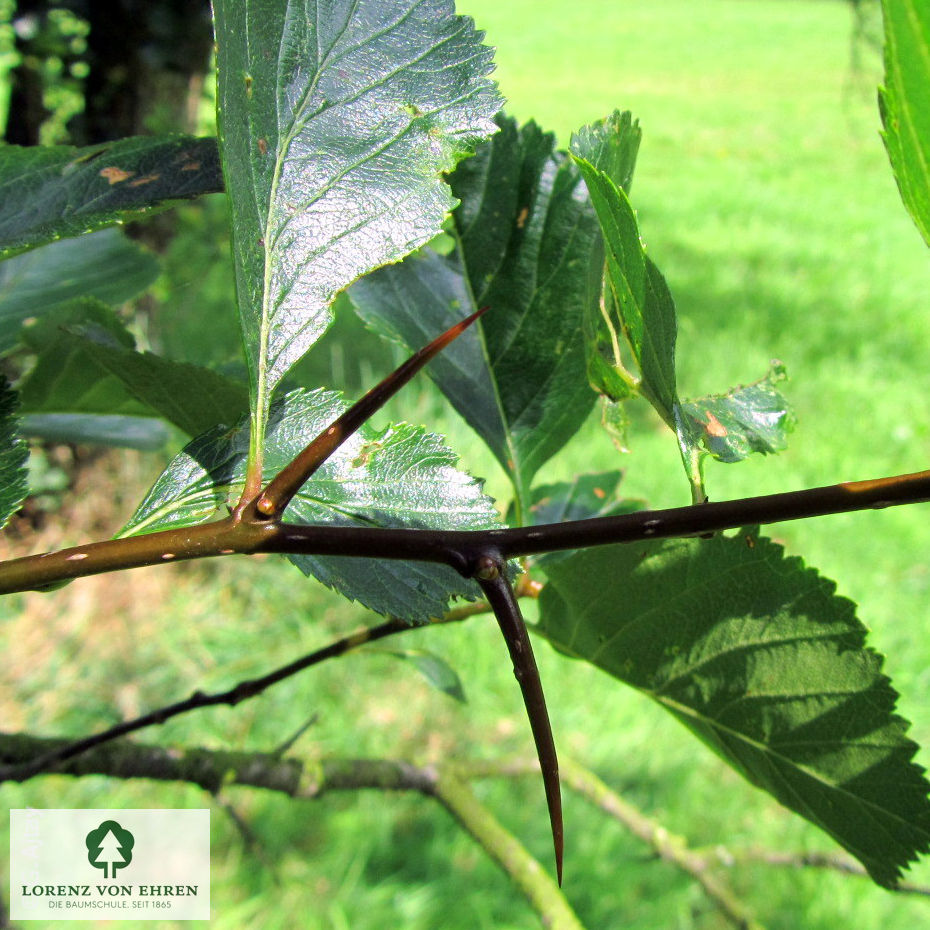 Crataegus crus-galli