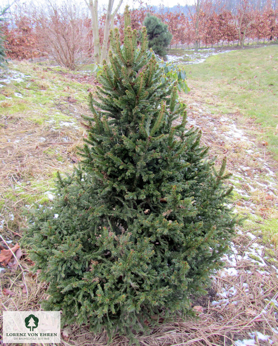 Picea omorika 'Nana'