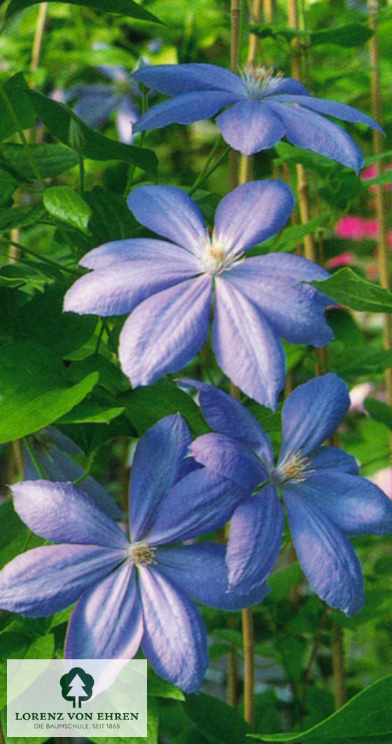 Clematis 'Mrs. Cholmondeley'