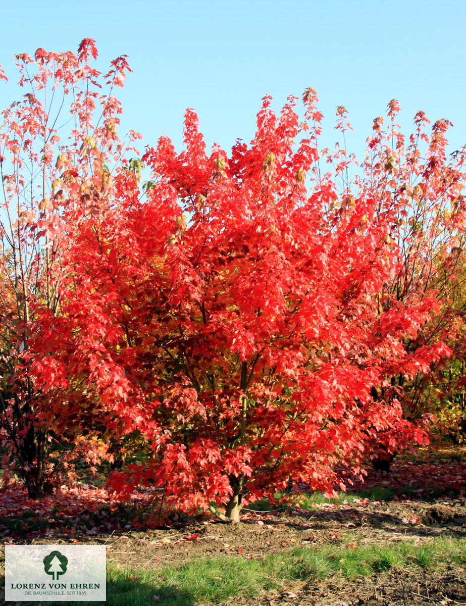 Acer rubrum 'October Glory'