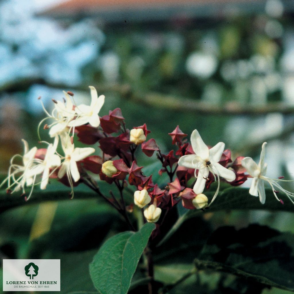 Clerodendrum trichotomum fargesii