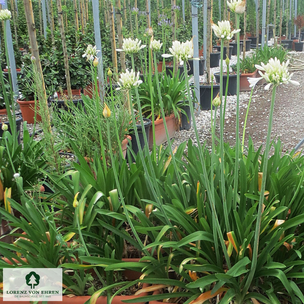 Agapanthus africanus 'Albus'