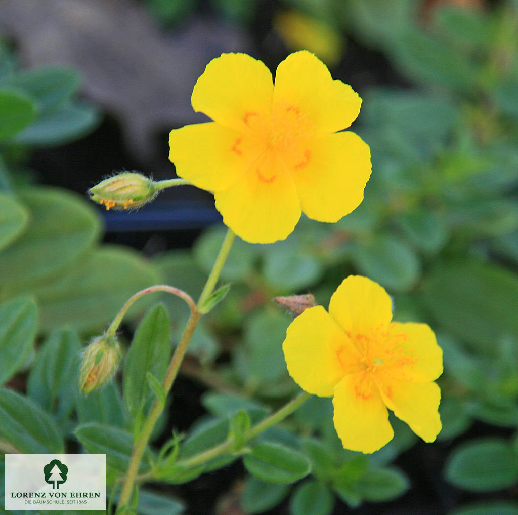 Helianthemum 'Sterntaler'