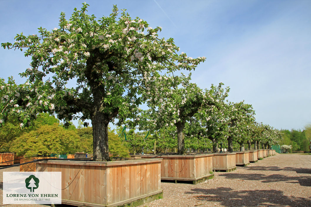 Malus domestica 'Holsteiner Cox'