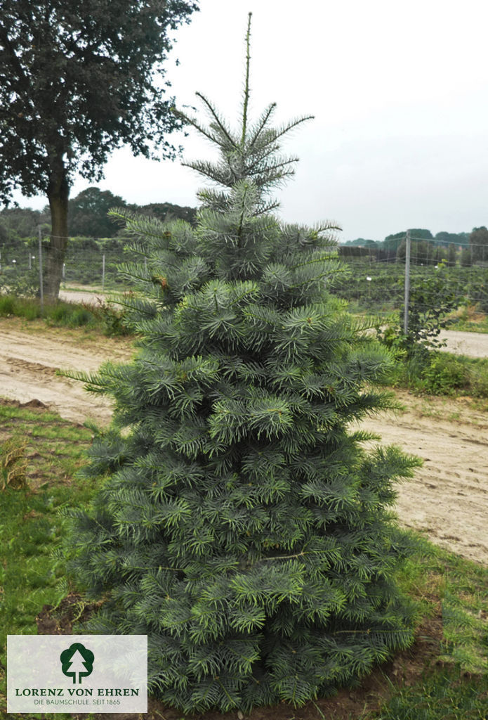 Abies concolor