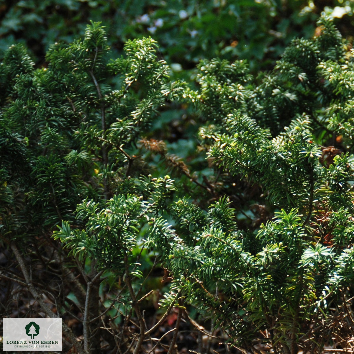 Abies balsamea 'Nana'