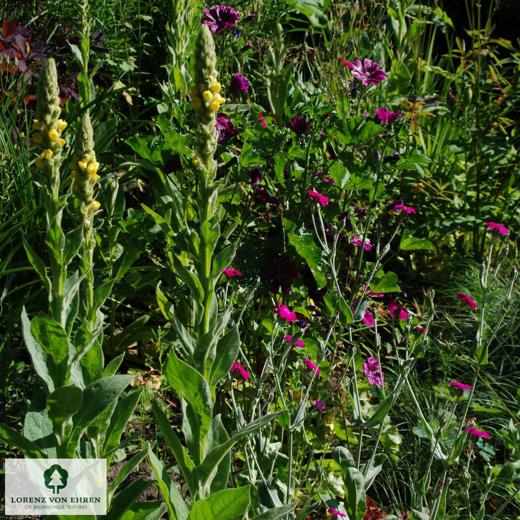 Verbascum olympicum