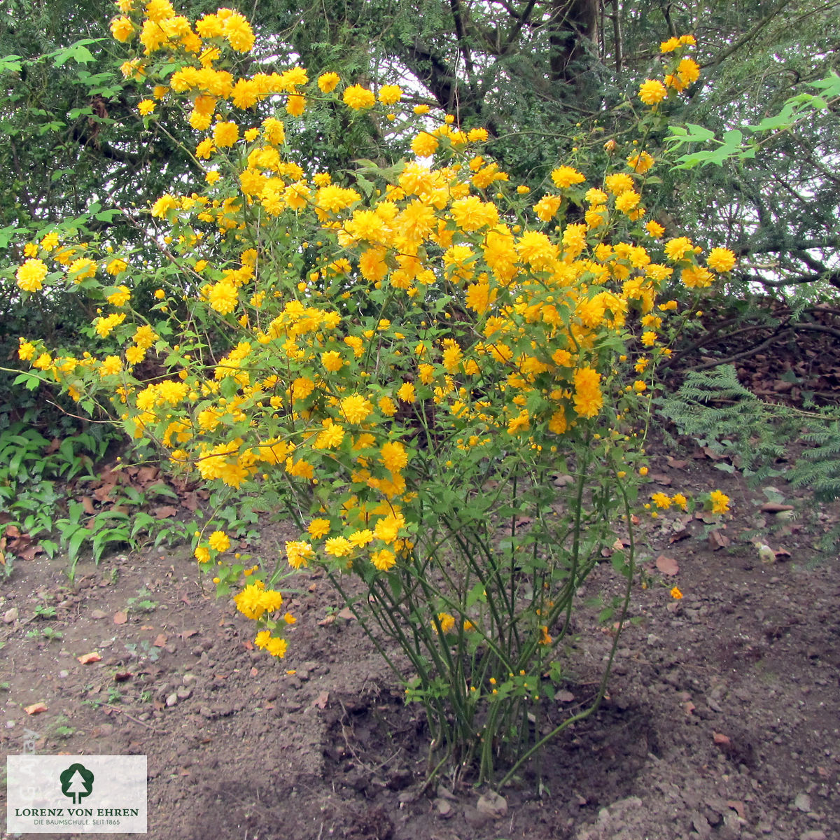 Kerria japonica 'Pleniflora'