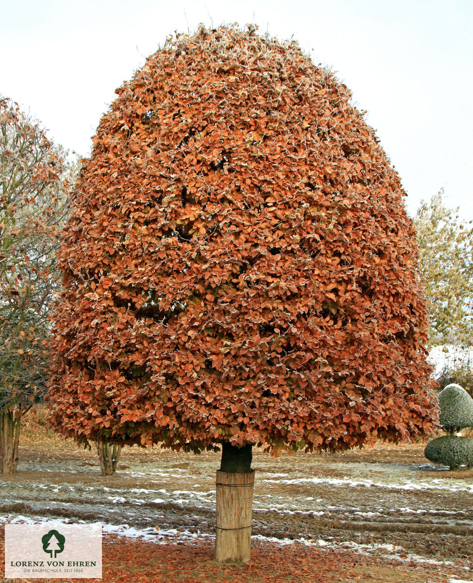 Fagus sylvatica