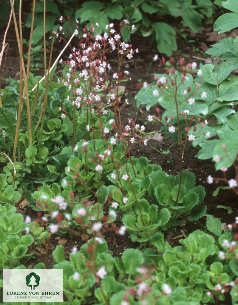 Saxifraga urbium 'Clarence Elliott'