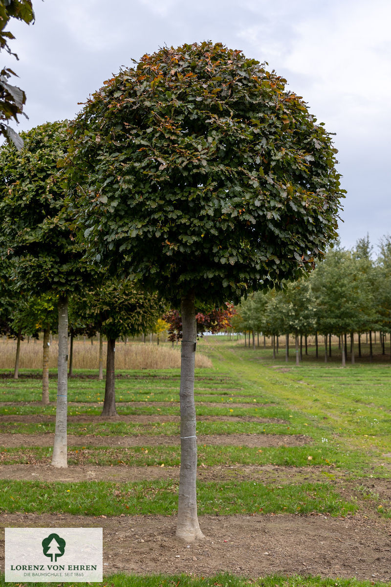 Fagus sylvatica purpurea