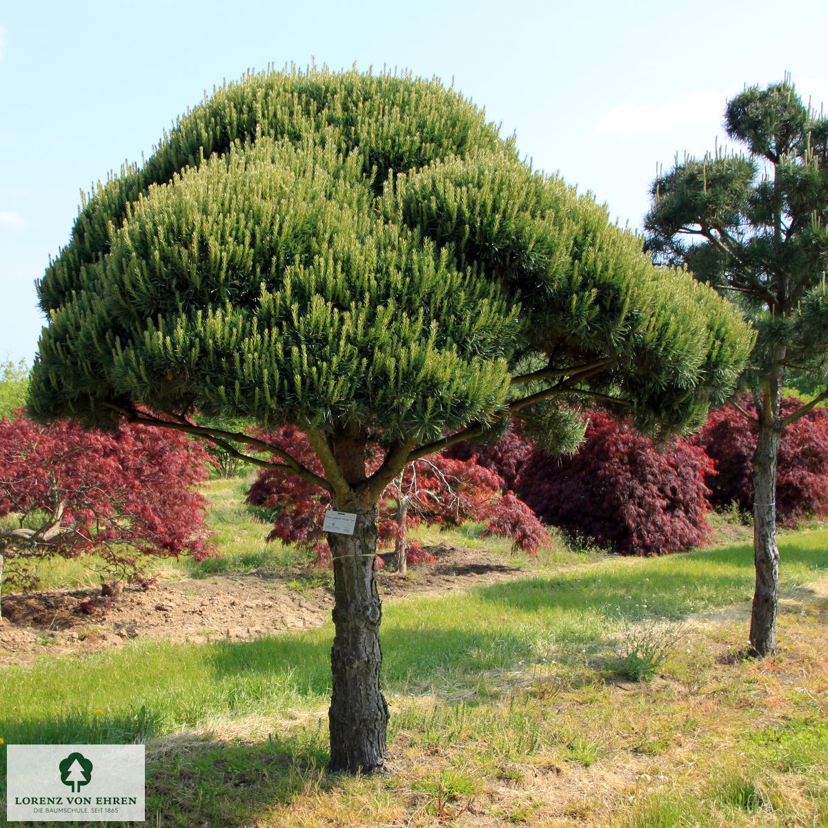 Pinus sylvestris 'Norske Typ'