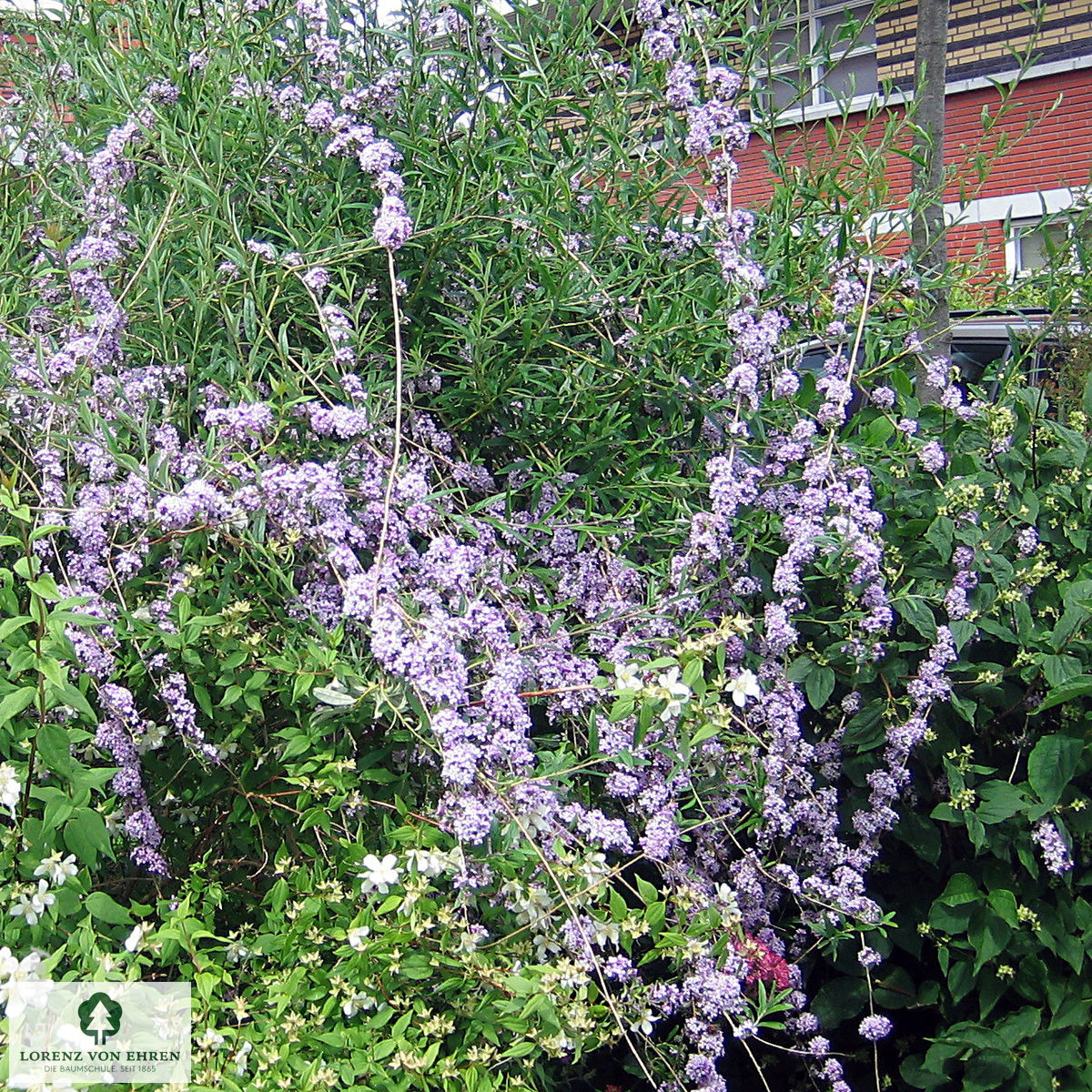 Buddleja alternifolia