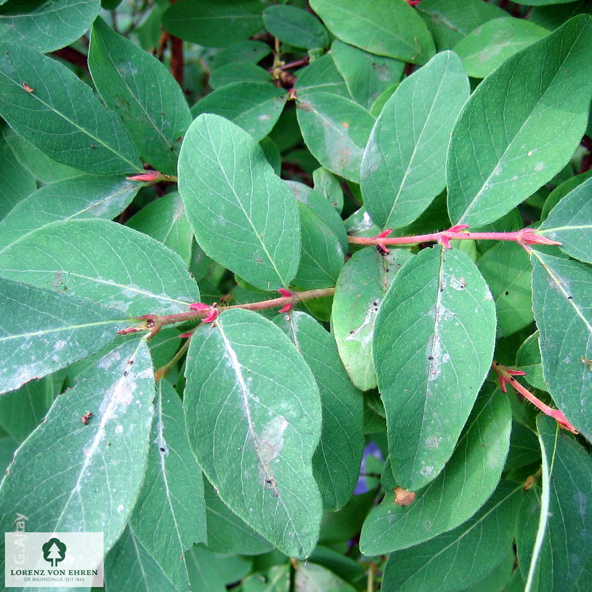 Lonicera caerulea