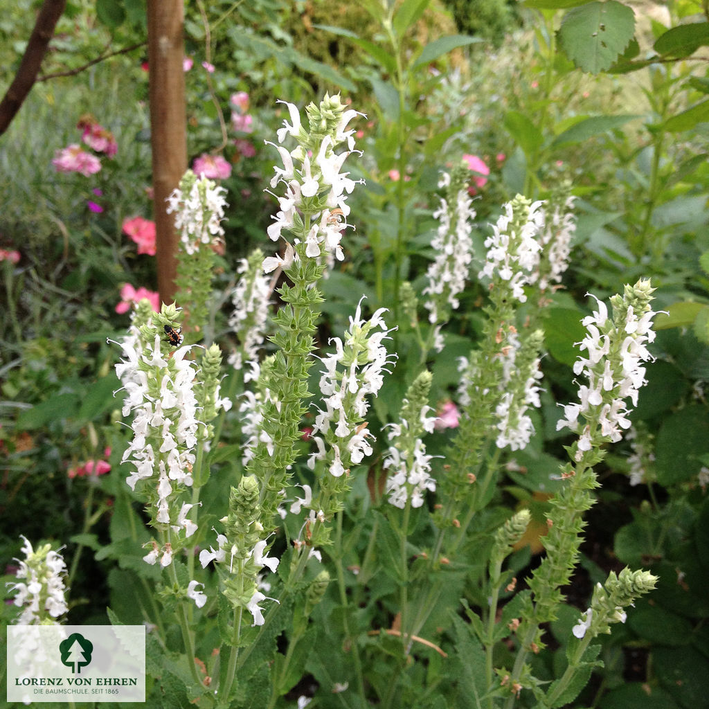Salvia nemorosa 'Adrian'