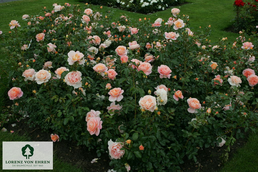 Rosa 'Sangerhäuser Jubiläumsrose'