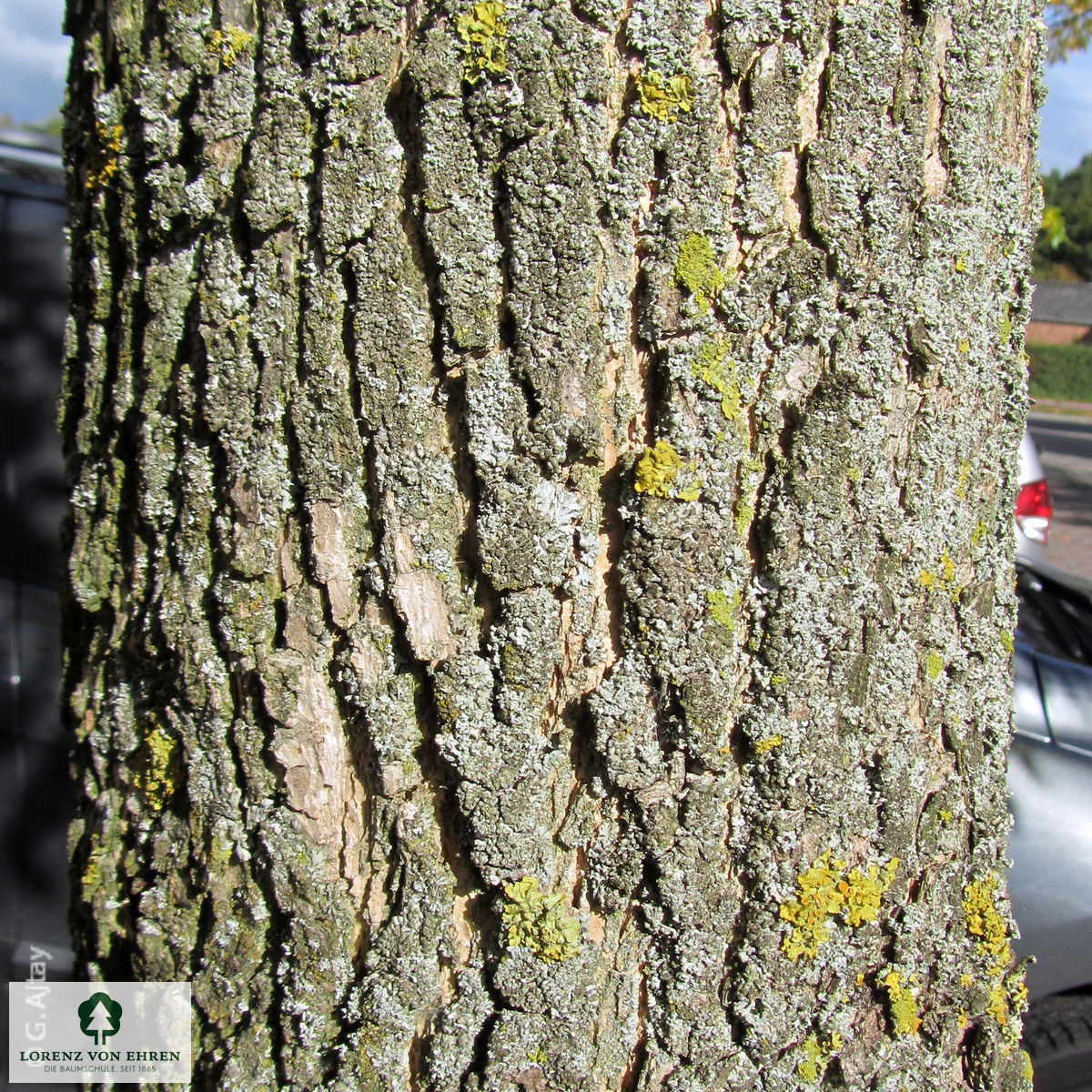 Fraxinus excelsior 'Jaspidea'