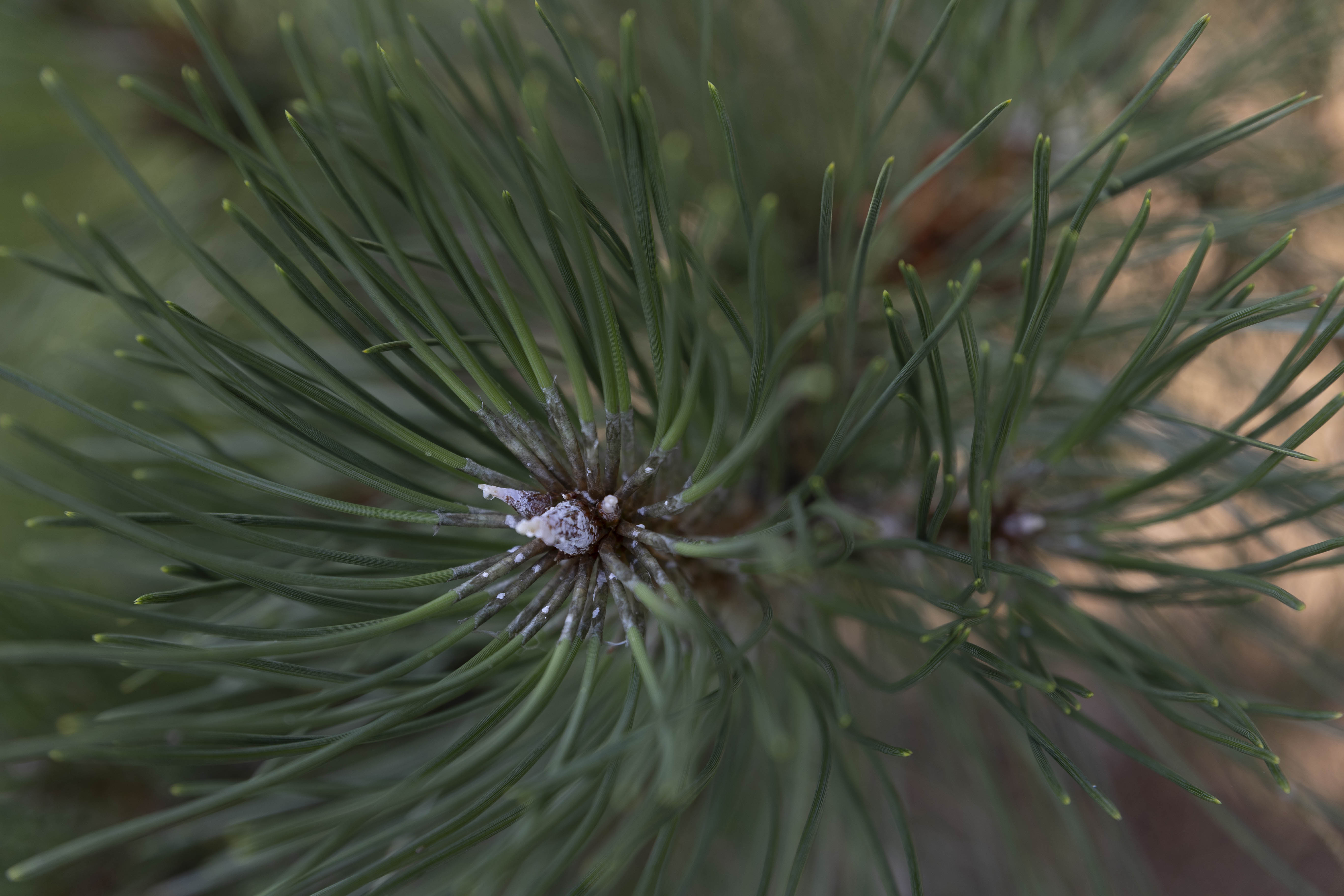 Pinus nigra austriaca  Unikat