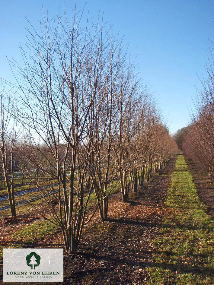 Prunus subhirtella 'Autumnalis'