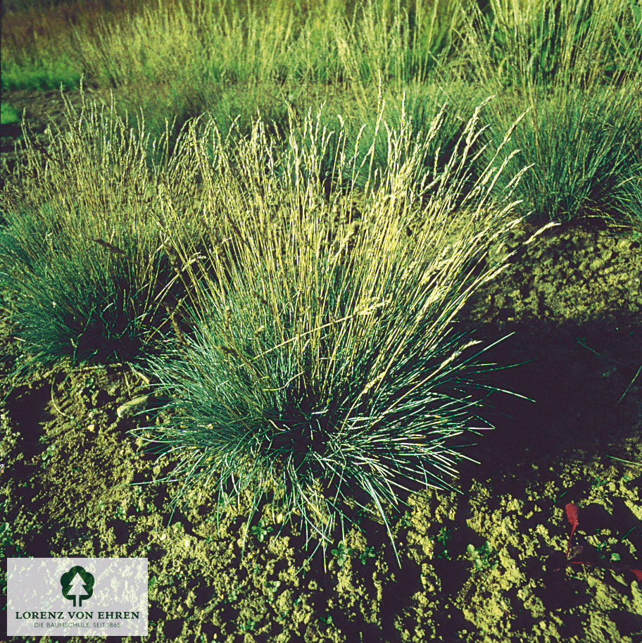 Festuca cinerea