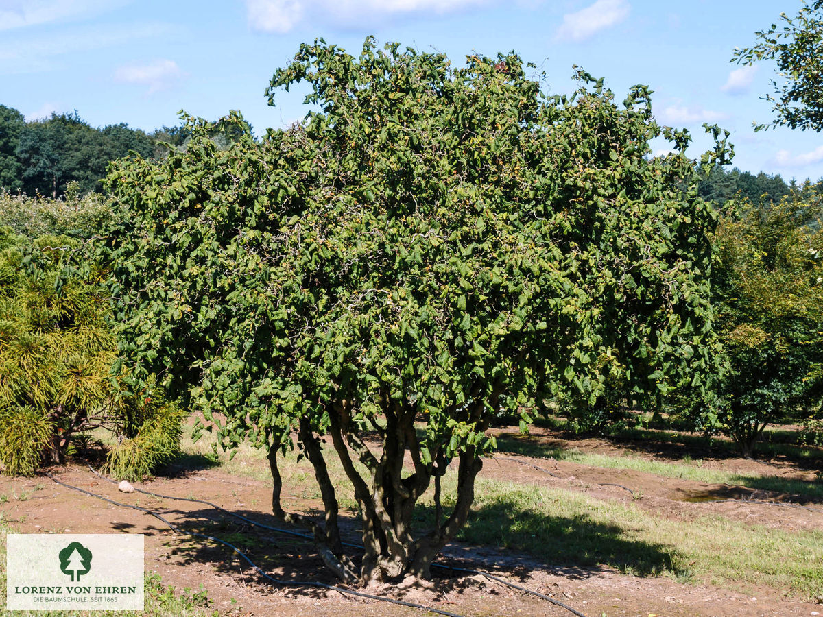 Corylus avellana 'Contorta'