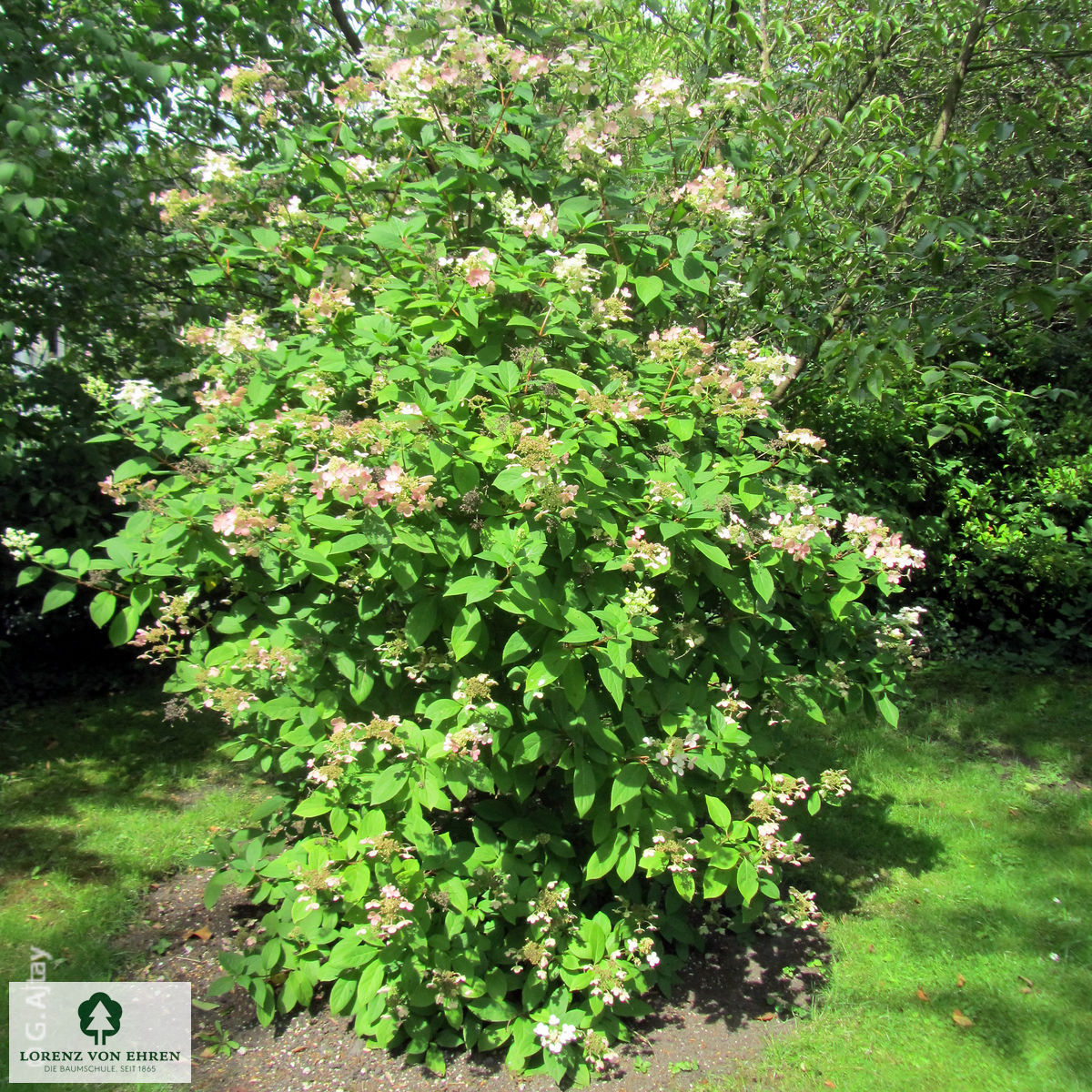 Hydrangea paniculata 'Early Sensation'