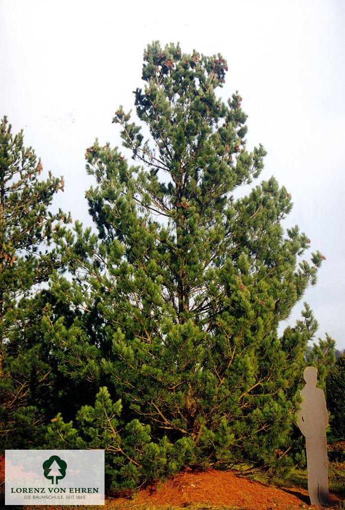 Pinus cembra