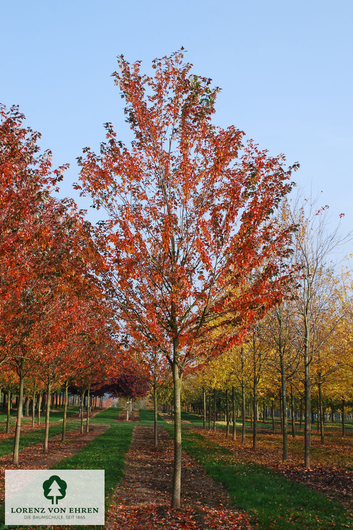 Acer rubrum 'Red Sunset'