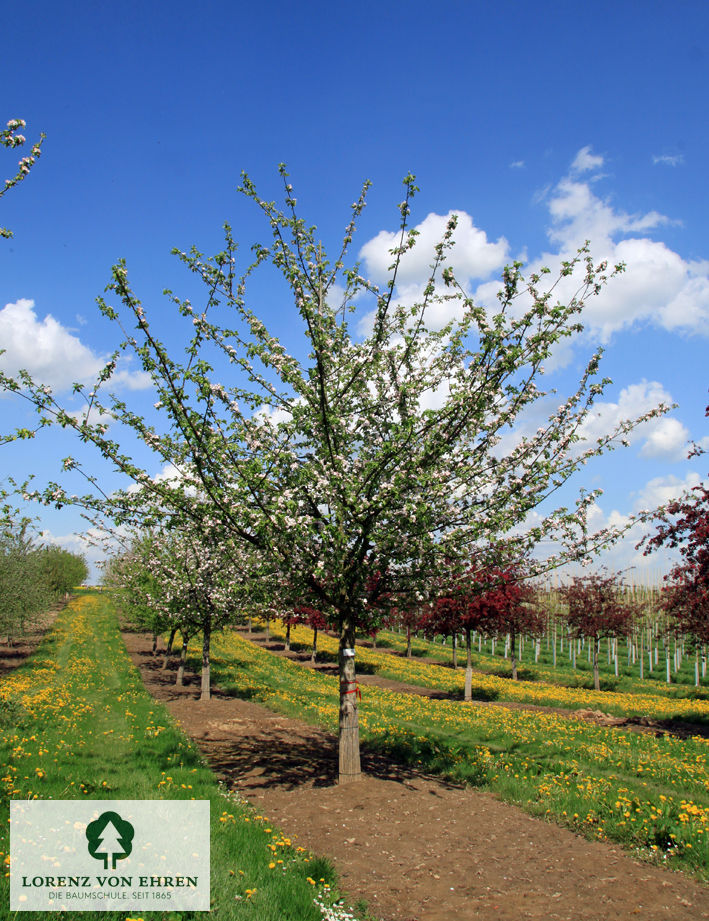 Malus domestica 'Kaiser Wilhelm'