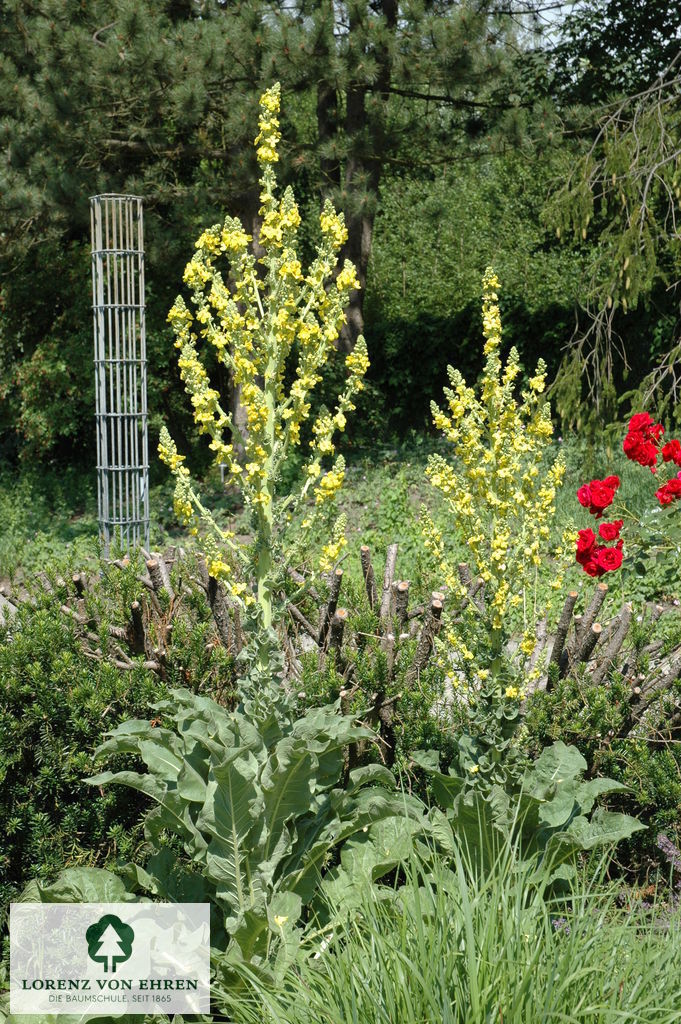Verbascum olympicum
