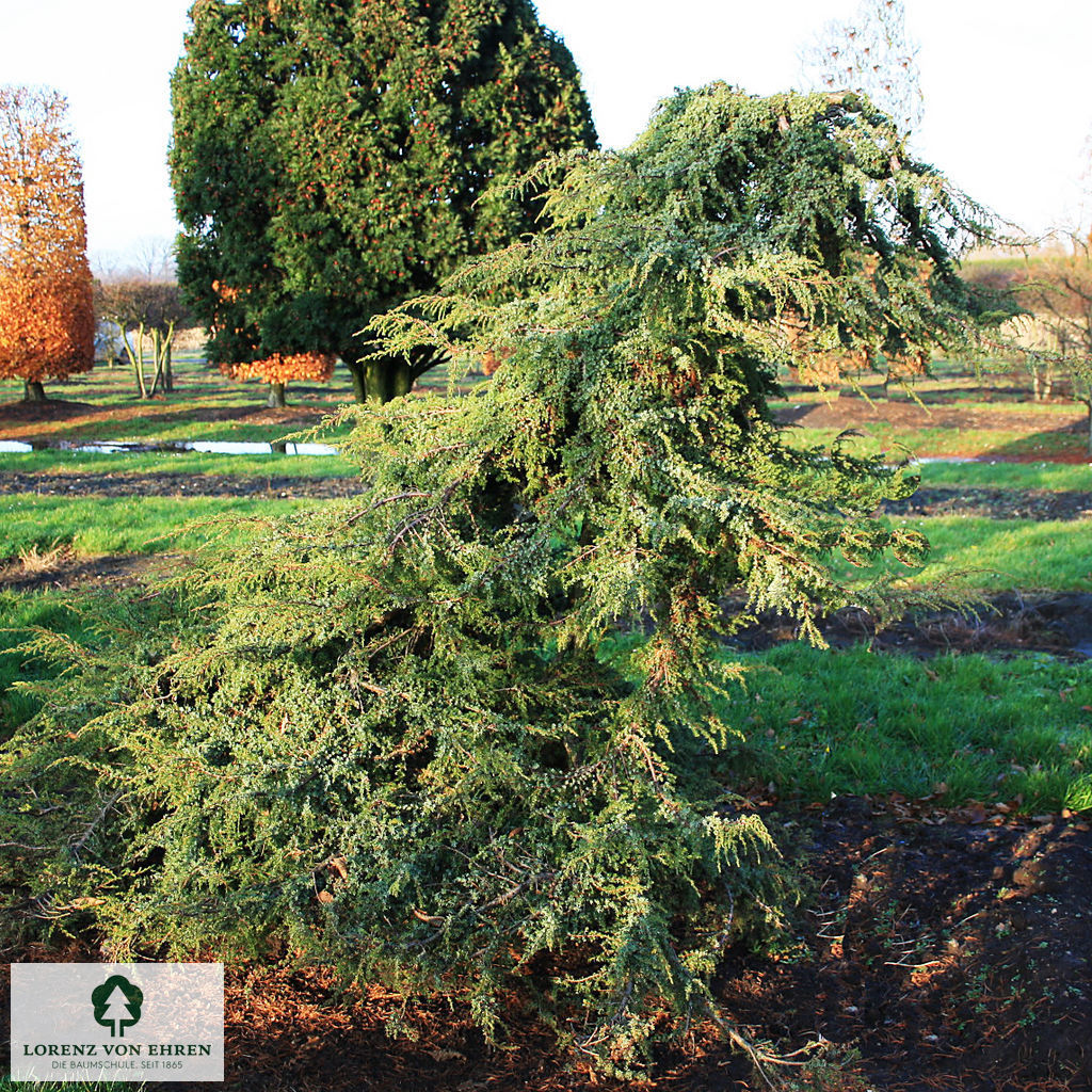 Juniperus communis 'Hornibrookii'