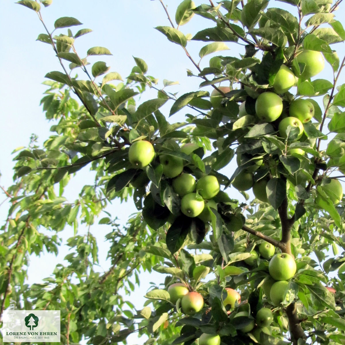 Malus domestica 'Rheinischer Bohnapfel'