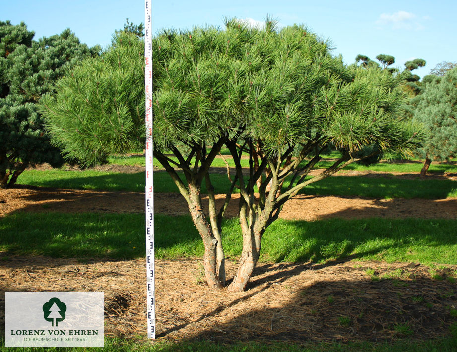 Pinus densiflora 'Umbraculifera'