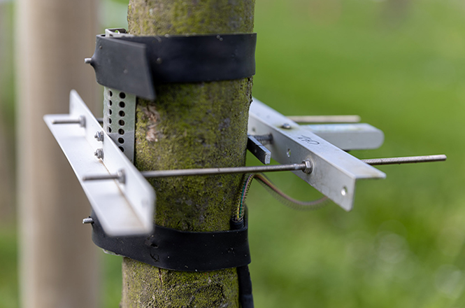 Climate-Adapted Urban Tree Plantings Climate-Adapted Urban Tree Plantings