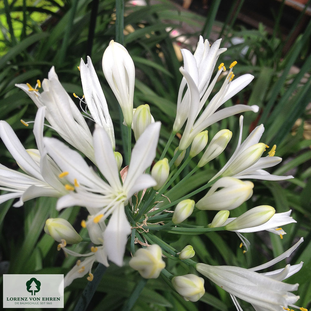 Agapanthus africanus 'Albus'