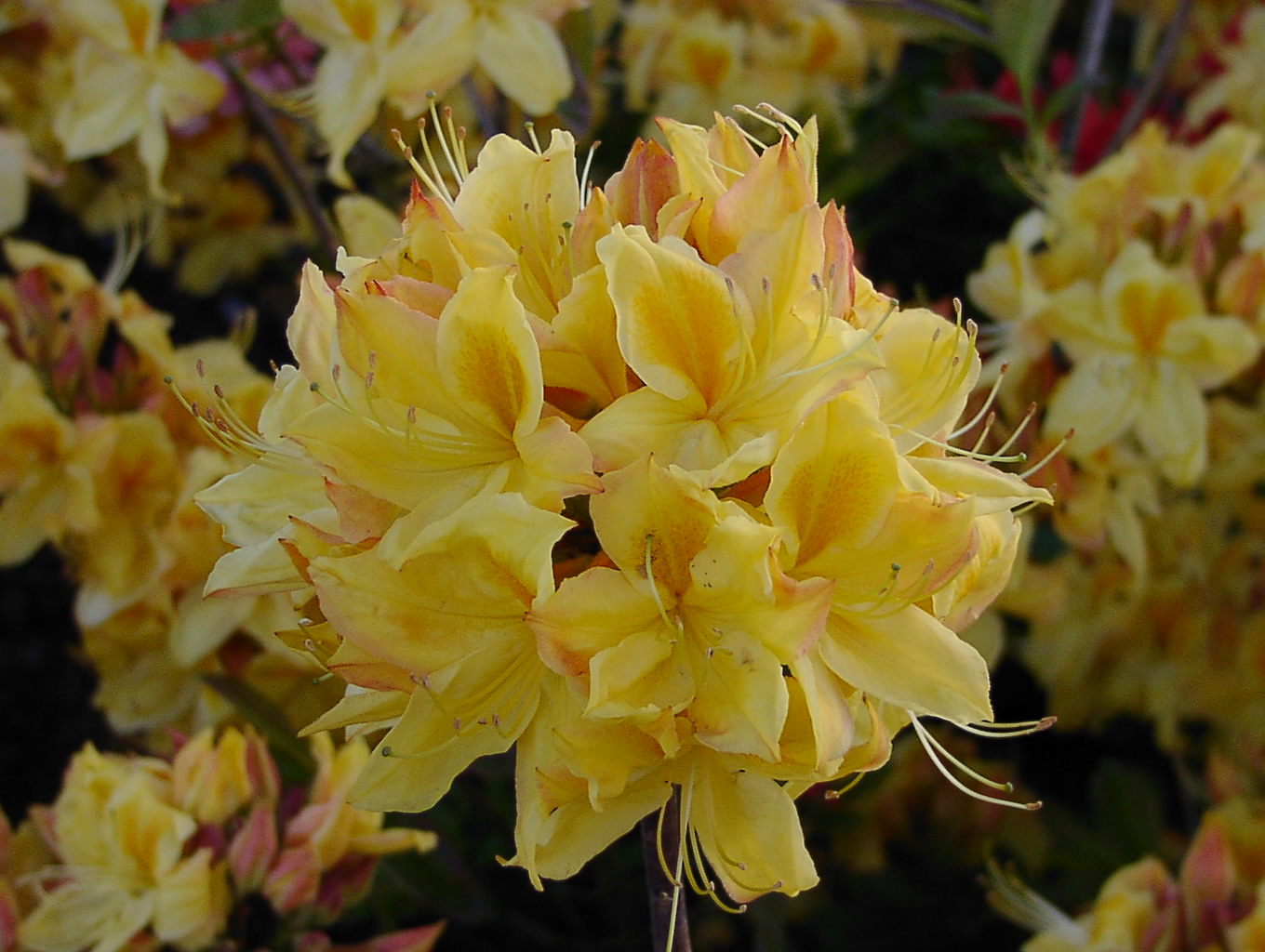 Rhododendron Azalea 'Golden Sunset': Strahlende Gelbtöne für Ihren Außenbereich! Die lebendigen gelben Blüten von Rhododendron Azalea 'Golden Sunset' bringen strahlende Schönheit in Ihren Garten und setzen sonnige Akzente.