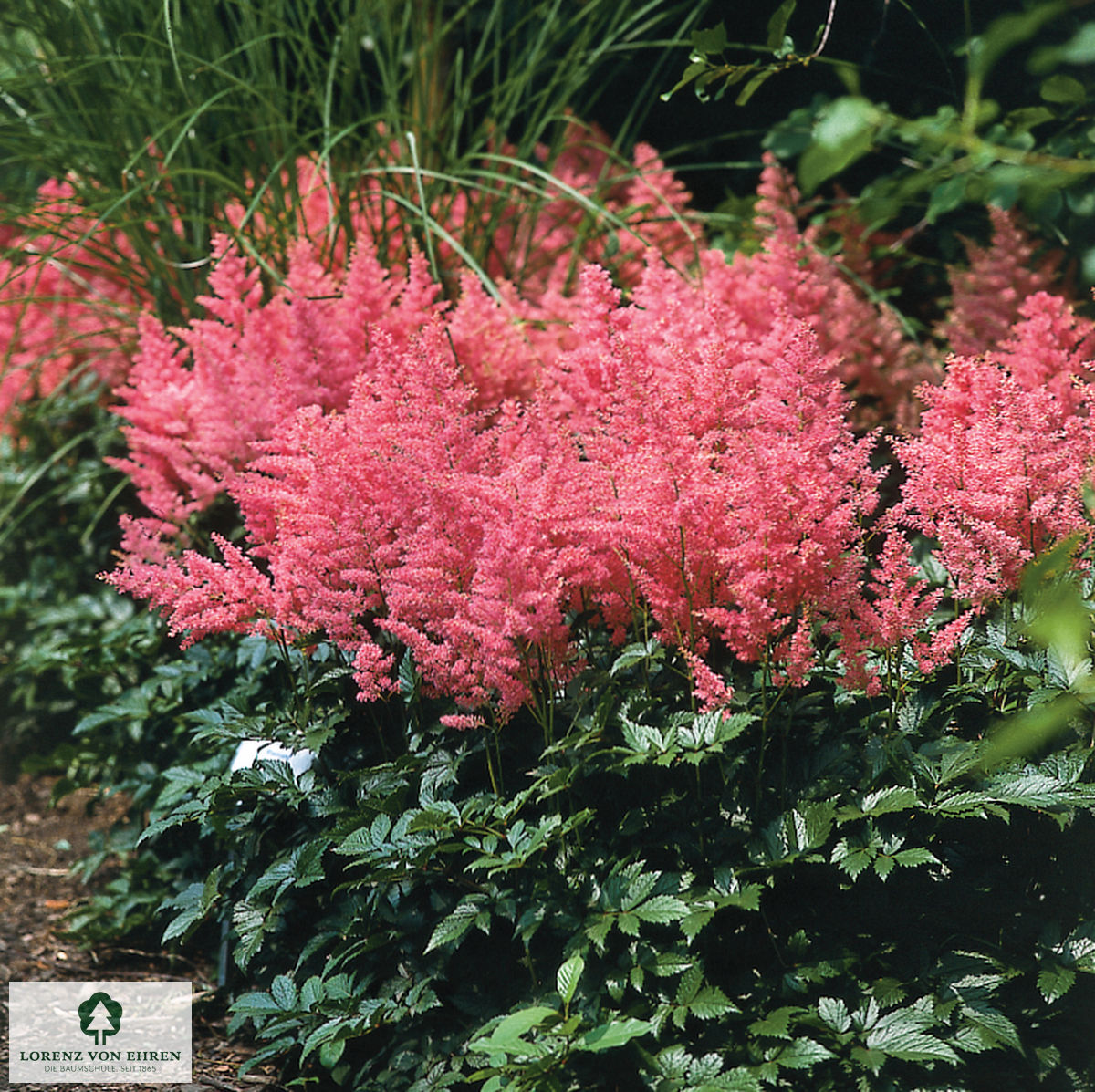 Astilbe arendsii 'Anita Pfeifer'