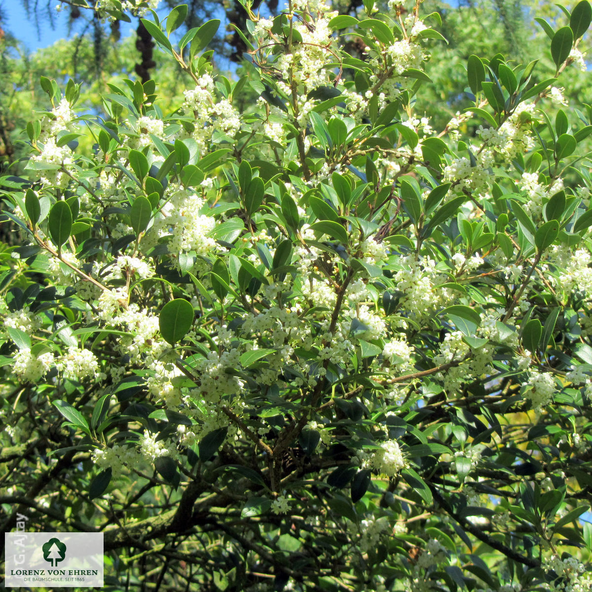 Osmanthus heterophyllus