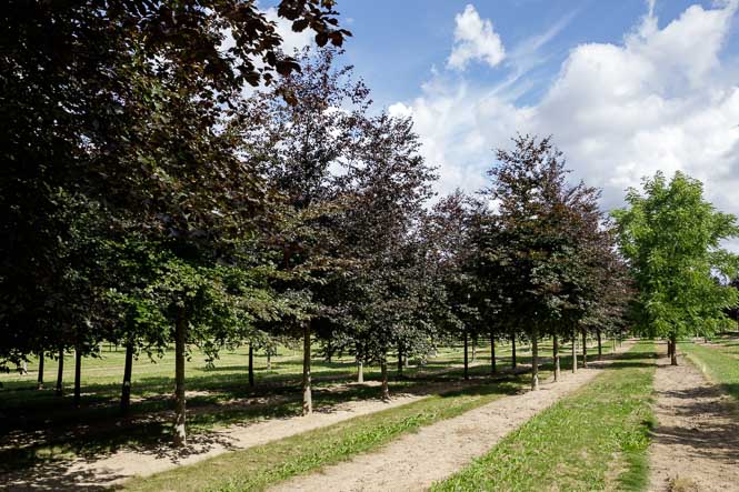 Fagus sylvatica purpurea Die Blutbuche überzeigt durch ihr tiefrotes Blatt