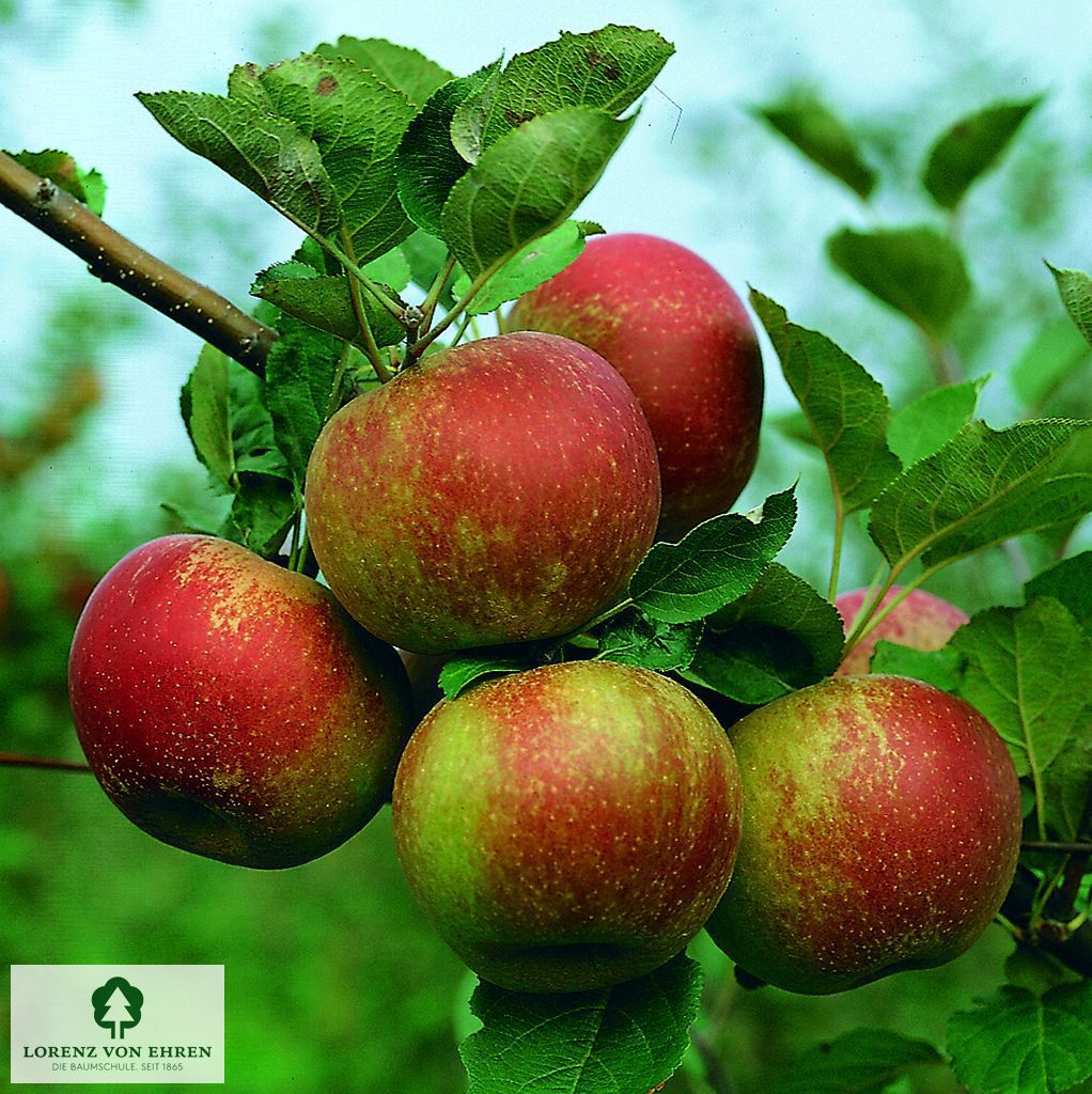 Malus domestica 'Roter Boskoop'