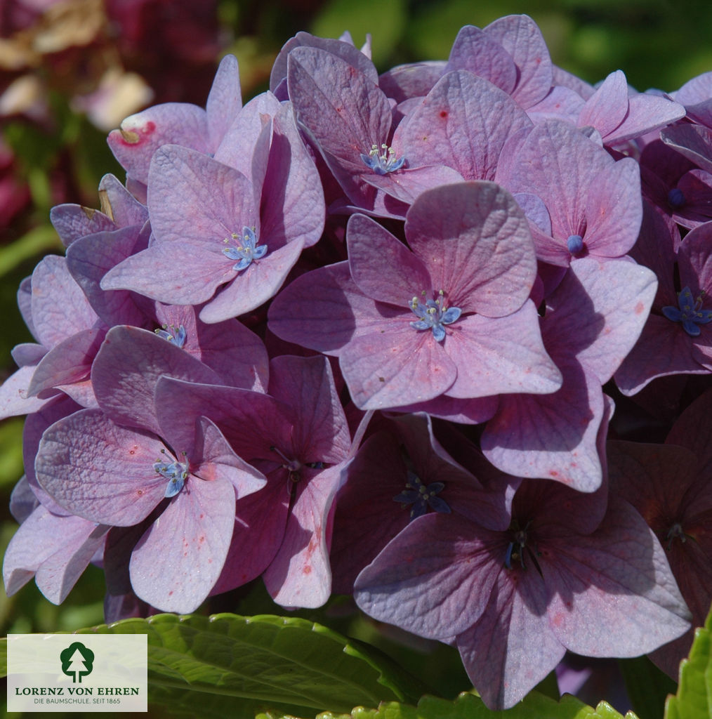 Hydrangea macrophylla 'Benelux'