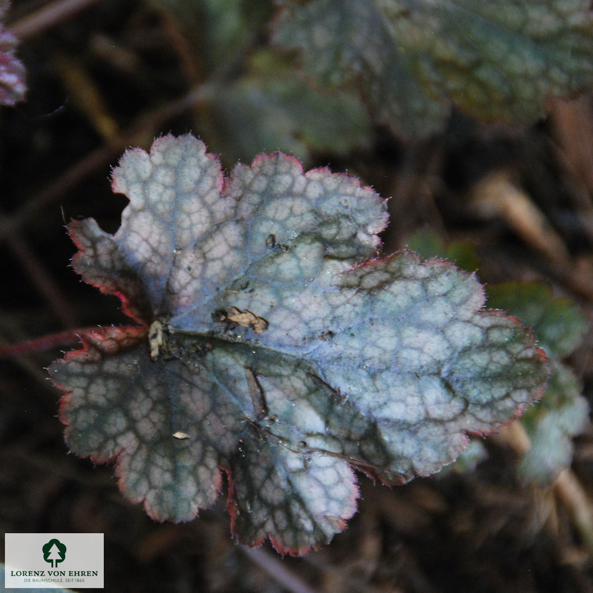 Heuchera Micrantha-Hybride 'Plum Pudding'