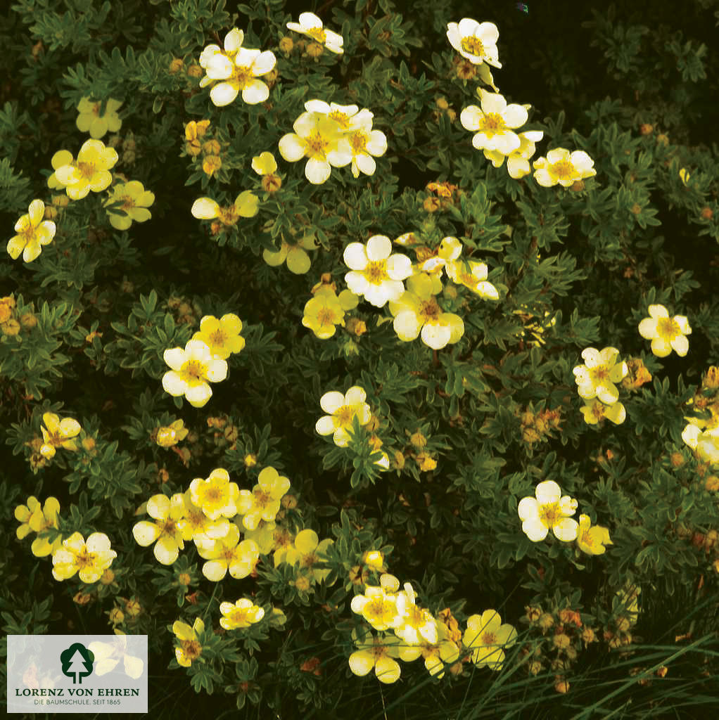 Potentilla fruticosa 'Longacre'