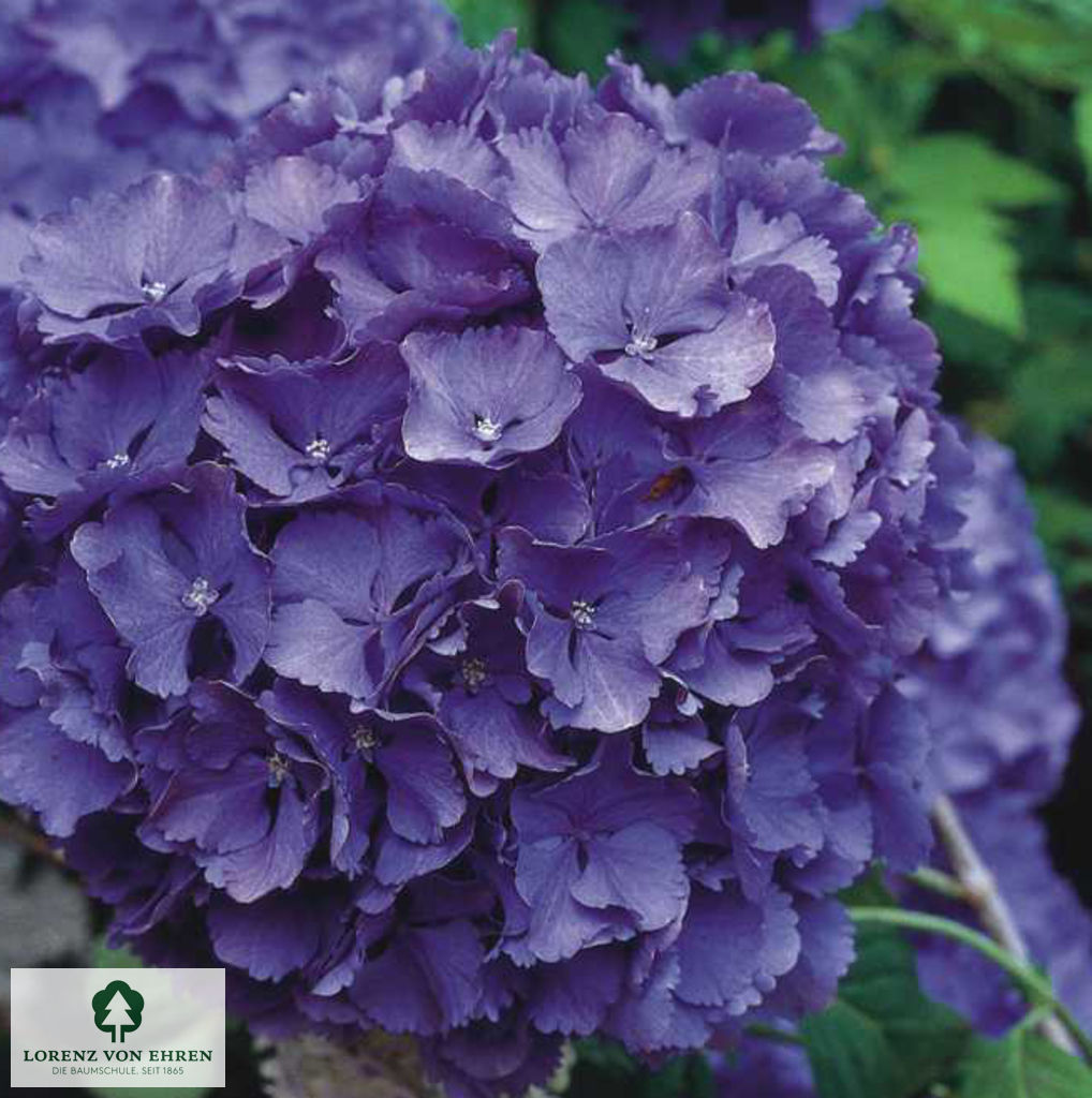 Hydrangea macrophylla 'Renate Steininger'