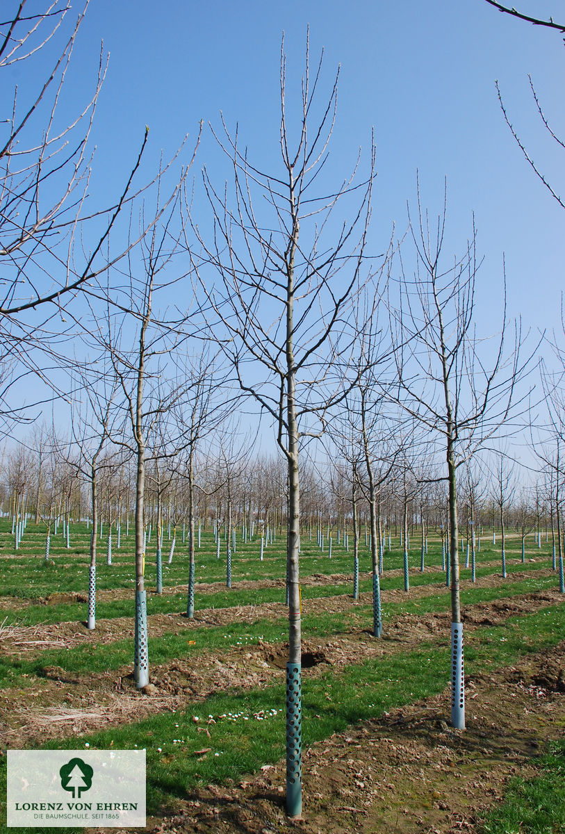 Malus domestica 'Pilot'