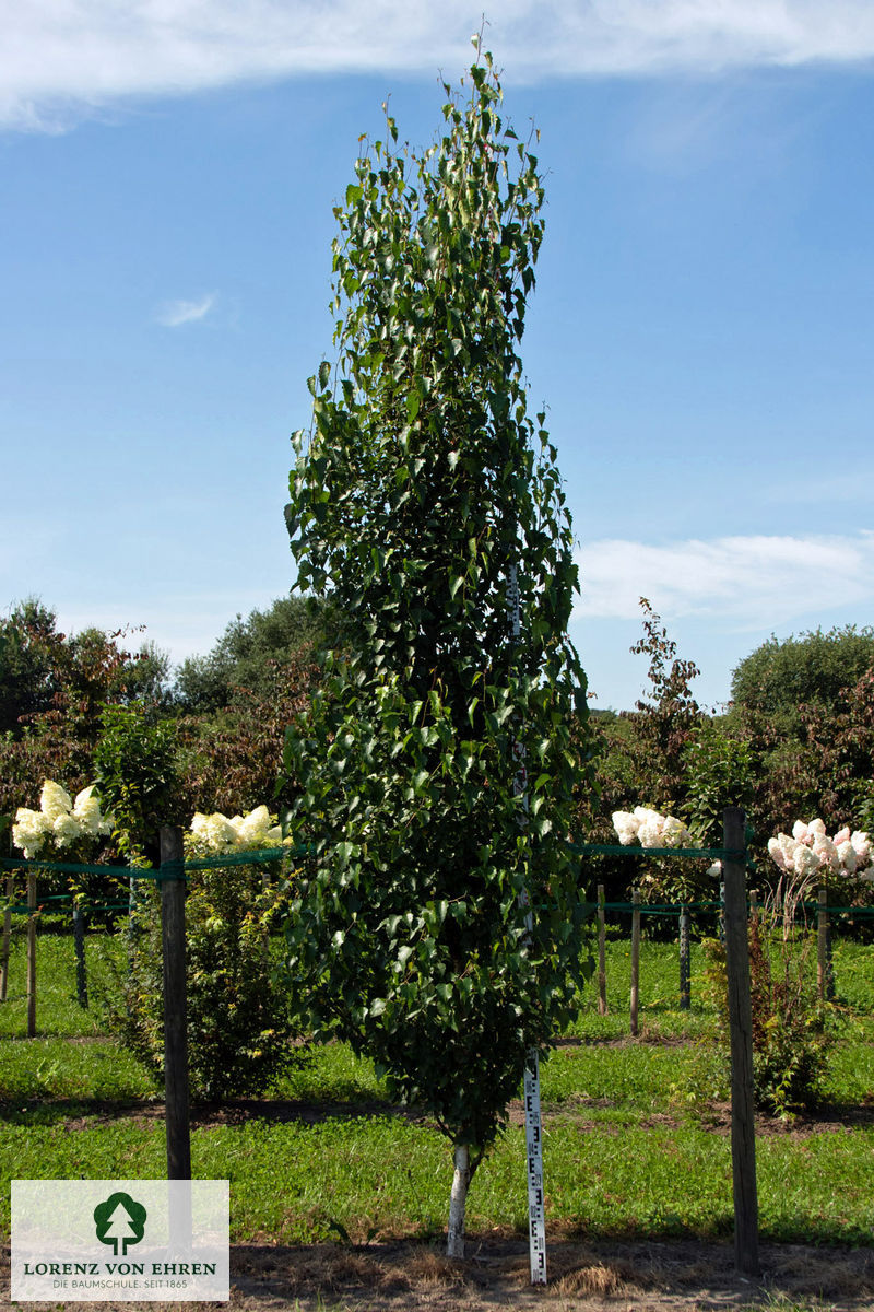 Betula pendula 'Fastigiata'