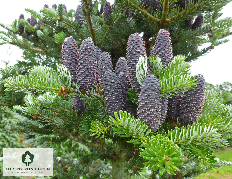 Abies koreana Veredelung