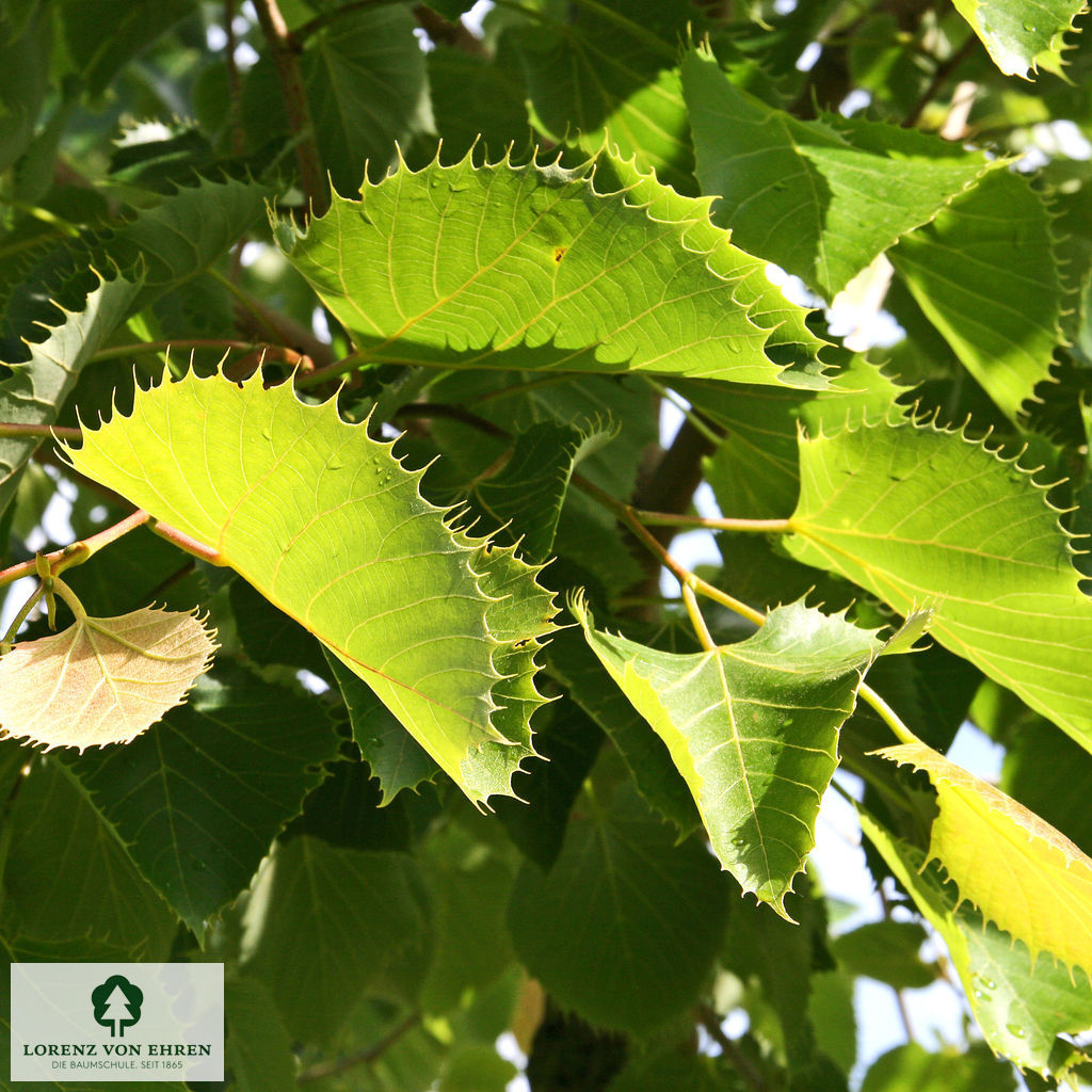 Tilia henryana