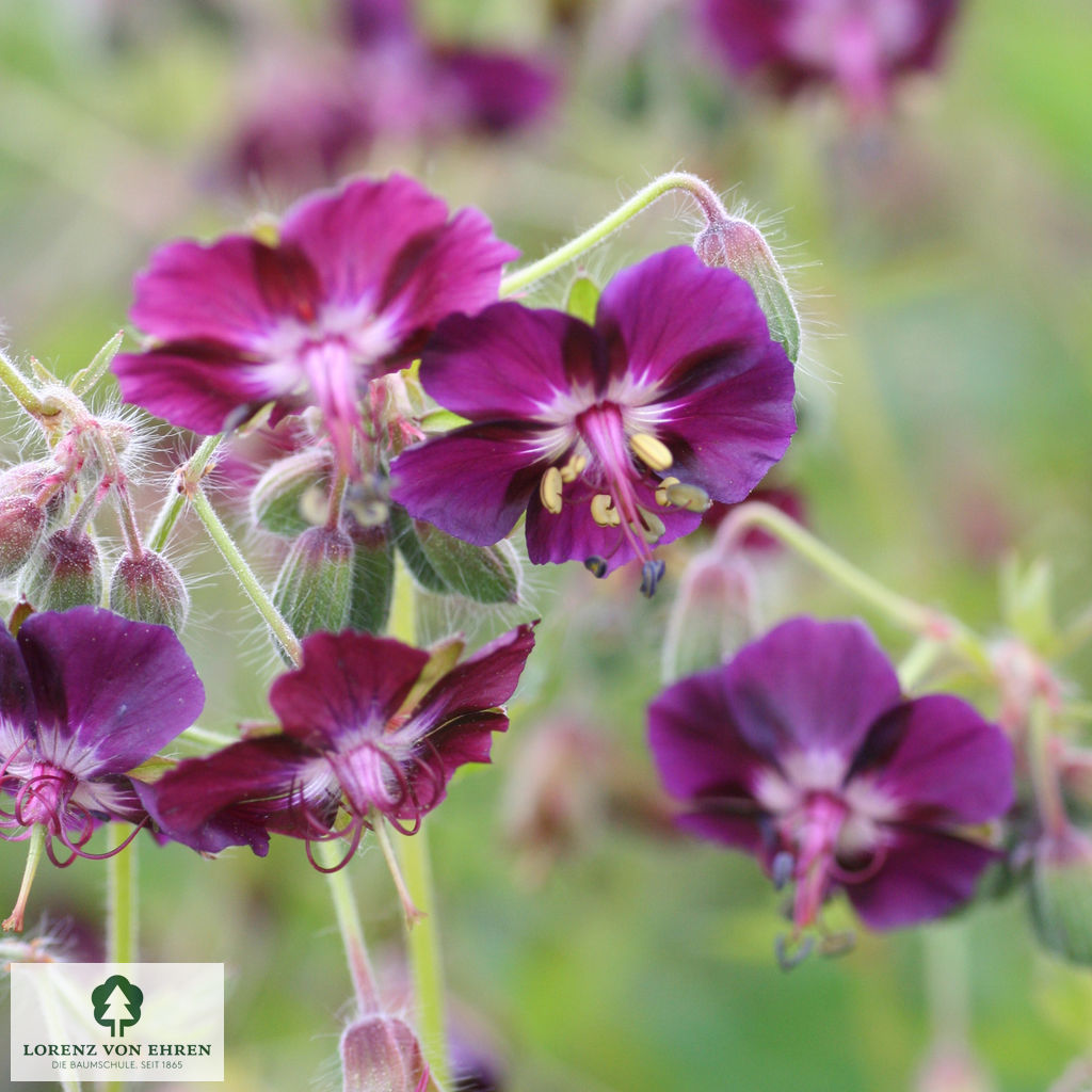 Geranium phaeum