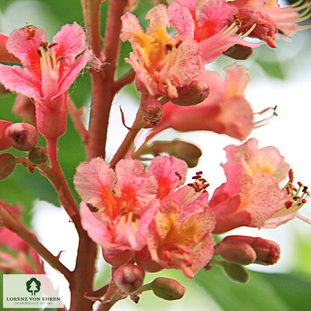 Aesculus carnea 'Briotii'